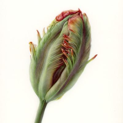 'Doorman's Record' Tulip Bud