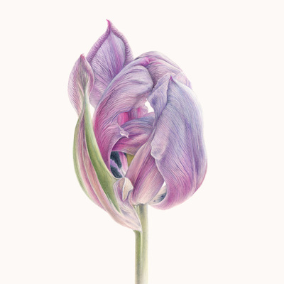 Fading Tulip