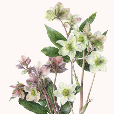 White and Pink Hellebores