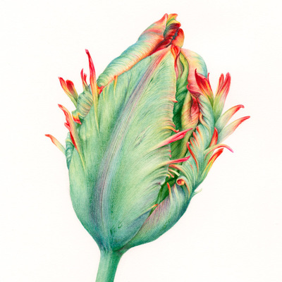 'Doorman's Record' Parrot Tulip Bud