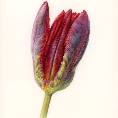 Parrot Tulip Bud