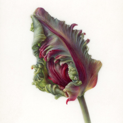 'Rococo' Tulip Bud